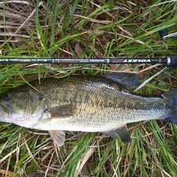 ラージマウスバス