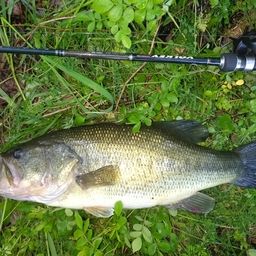 ラージマウスバス