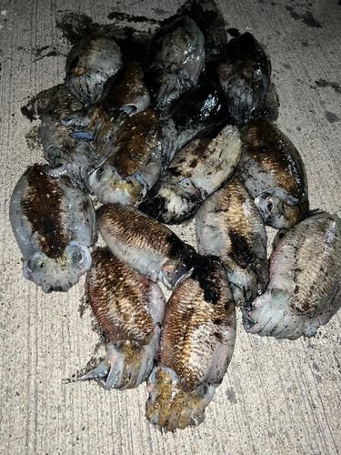 コウイカの釣果