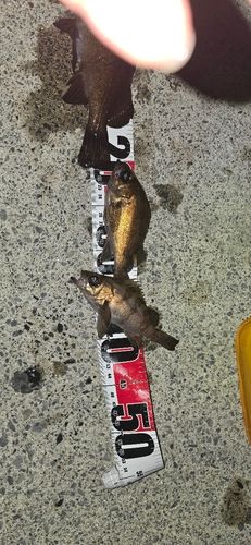 メバルの釣果