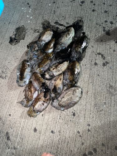 コウイカの釣果