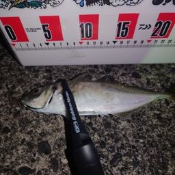 アジ