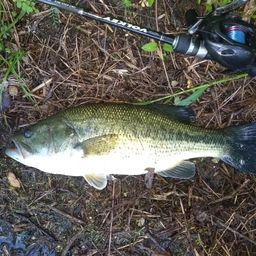 ラージマウスバス