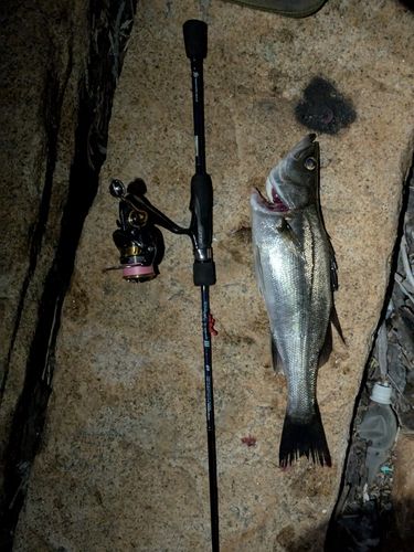 スズキの釣果
