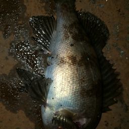 アカメバル