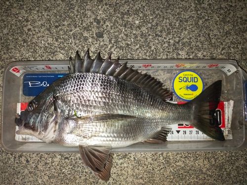 クロダイの釣果