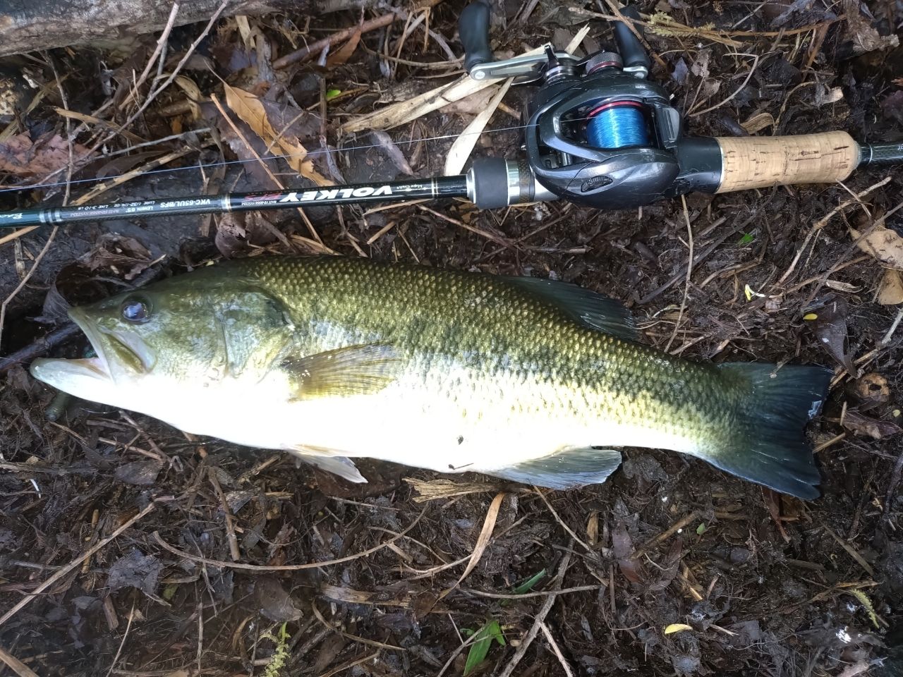 ラージマウスバス