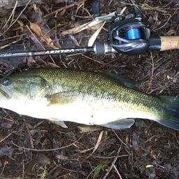 ラージマウスバス