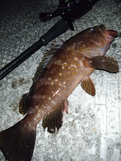 アコウの釣果