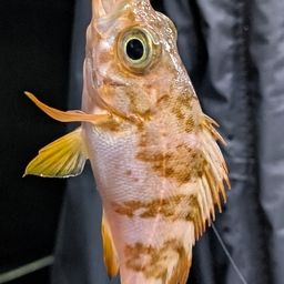 メバル