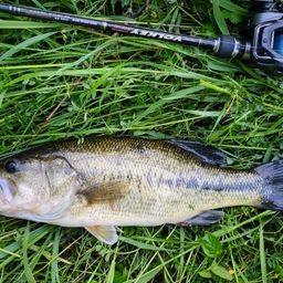 ラージマウスバス