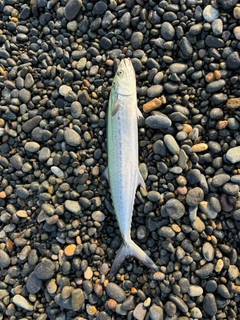 サゴシの釣果