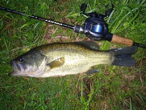 ラージマウスバスの釣果