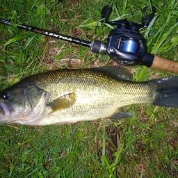 ラージマウスバス