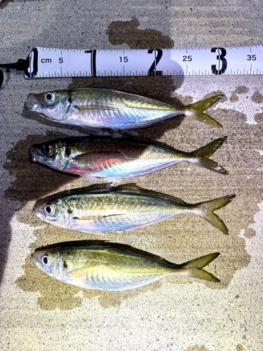 アジの釣果