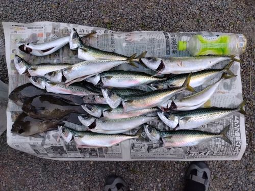 サバの釣果