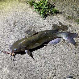 アメリカンキャットフィッシュ