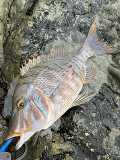 タマンの釣果