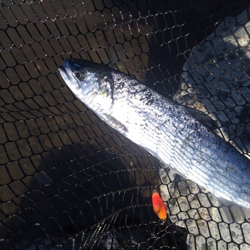 ニジマスの釣果