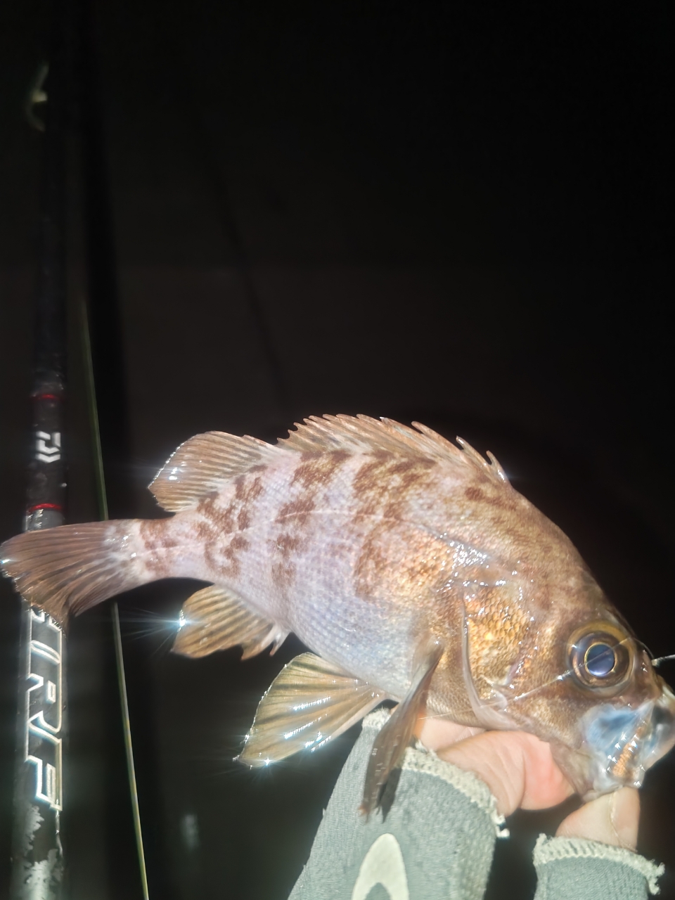 DAIWA HRF® (ハードロックフィッシュ) 2022年モデルの最安値 DAIWA HRF® (ハードロックフィッシュ) 2022年モデルの最安値