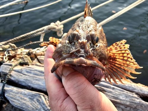 アラカブの釣果