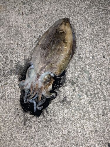 コウイカの釣果