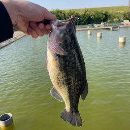 ラージマウスバス