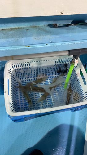 ヤリイカの釣果