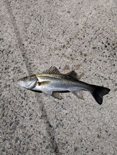 セイゴ（タイリクスズキ）