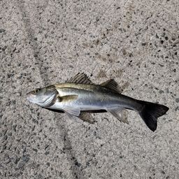 セイゴ（タイリクスズキ）