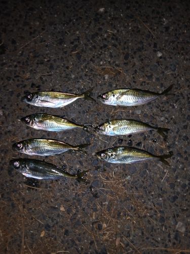 アジの釣果