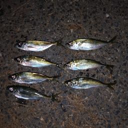 アジ