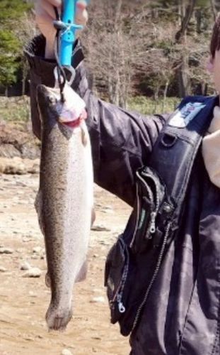 ニジマスの釣果
