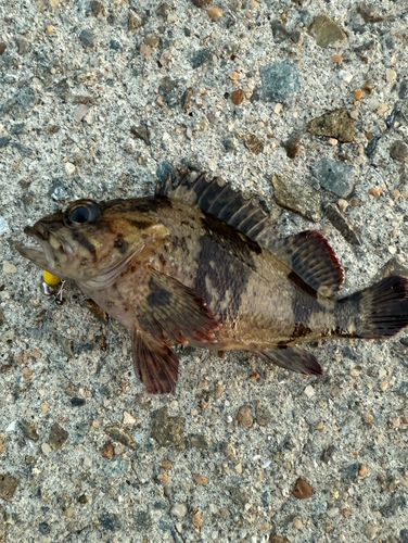 ムラソイの釣果