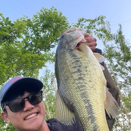 ラージマウスバス