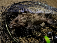 クロソイの釣果