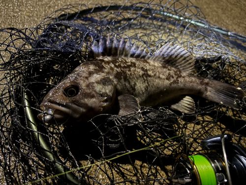クロソイの釣果