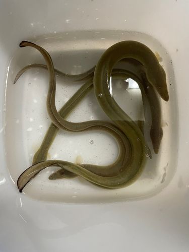 ウナギの釣果