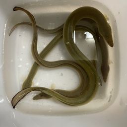 ウナギ