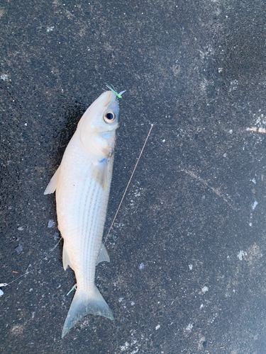 ボラの釣果
