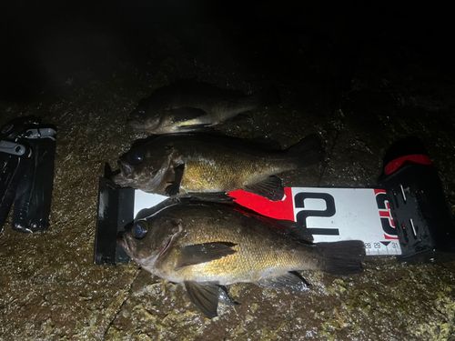 メバルの釣果