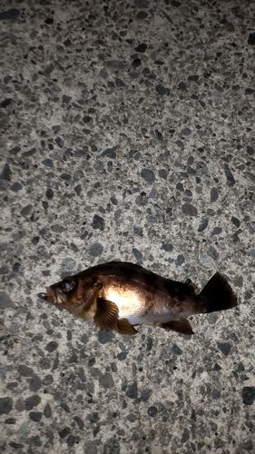 シロメバルの釣果