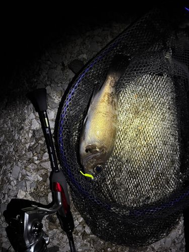 アカメバルの釣果