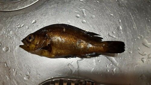 アカメバルの釣果