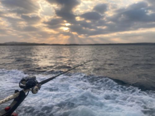 マアジの釣果