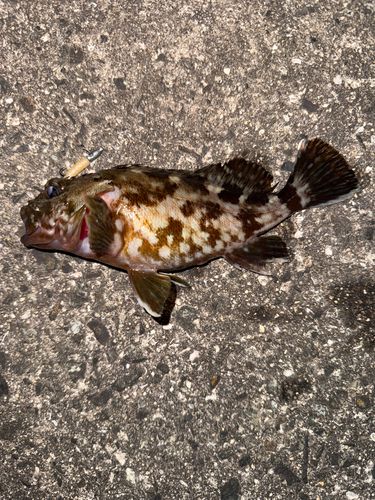 カサゴの釣果
