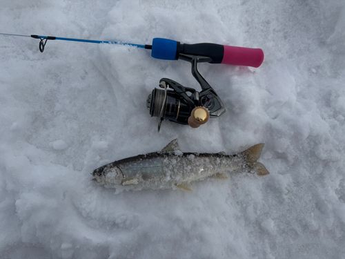 エゾイワナの釣果