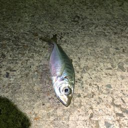 アジ