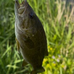 スモールマウスバス