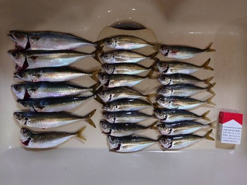 アジの釣果